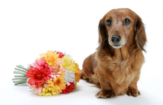 犬猫のオシッコの臭いや、部屋に染付いたペット臭を光触媒の力で消臭します。
